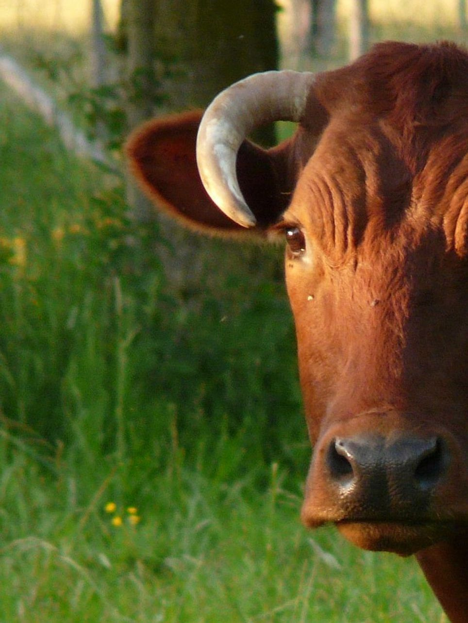 Portrait of the rancher at feeding time